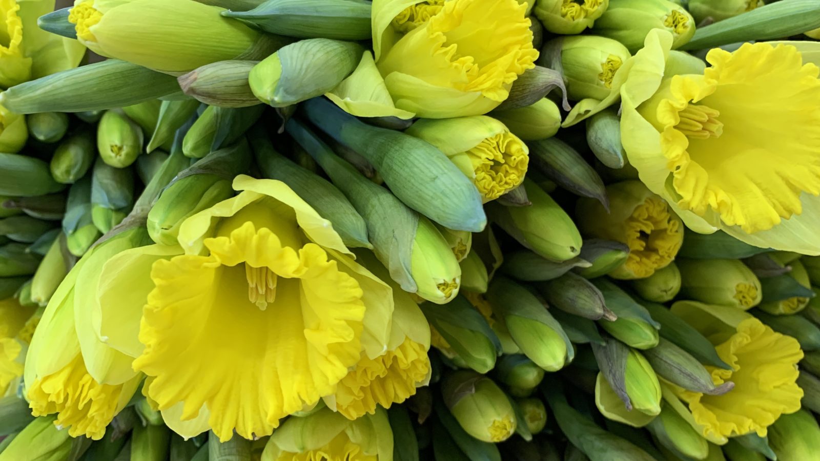 flowers daffodils spring