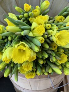 flowers daffodils spring