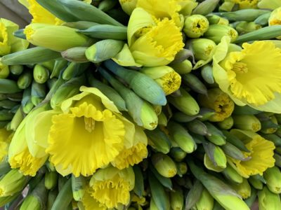 flowers daffodils spring